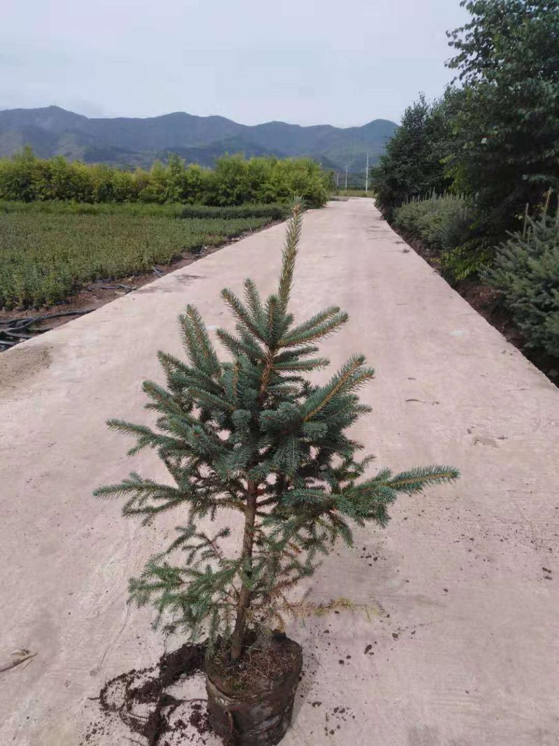 云杉杯苗1米起步土球质量好成活率高