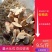 原产地直供黄芪瓜子、规格齐全、货源充足、量大从优
