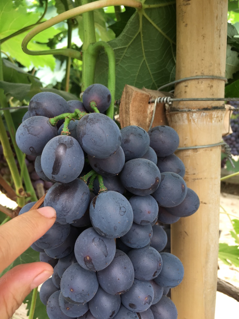 夏黑葡萄成熟了大量上市中