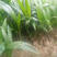 椰子树苗海南椰子树苗提供技术指导规格齐全