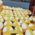 精品东方蜜1号甜瓜现摘现发新鲜采摘量大从优一条龙