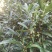 白花牛奶根苗（纯种培育高产白花牛奶，满山香），牛奶根，