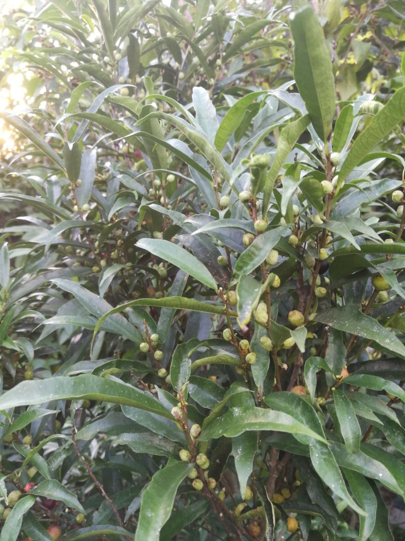 白花牛奶根苗（纯种培育高产白花牛奶，满山香），牛奶根，