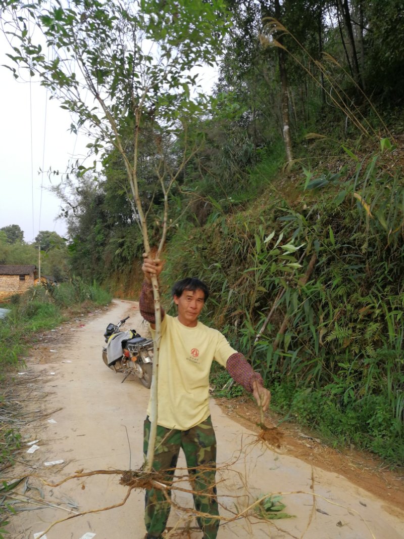 白花牛奶根苗（纯种培育高产白花牛奶，满山香），牛奶根，