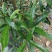 白花牛奶根苗（纯种培育高产白花牛奶，满山香），牛奶根，