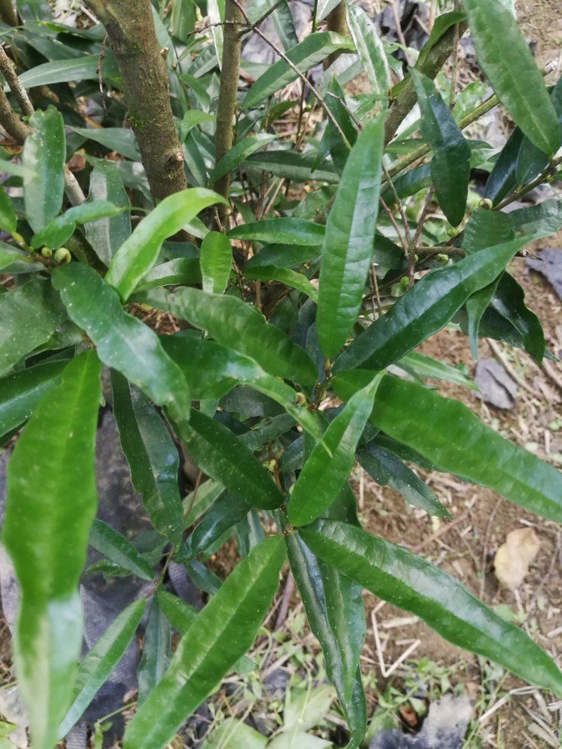 白花牛奶根苗（纯种培育高产白花牛奶，满山香），牛奶根，