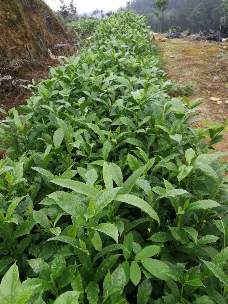 白花牛奶根苗（纯种培育高产白花牛奶，满山香），牛奶根，