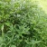 白花牛奶根苗（纯种培育高产白花牛奶，满山香），牛奶根，