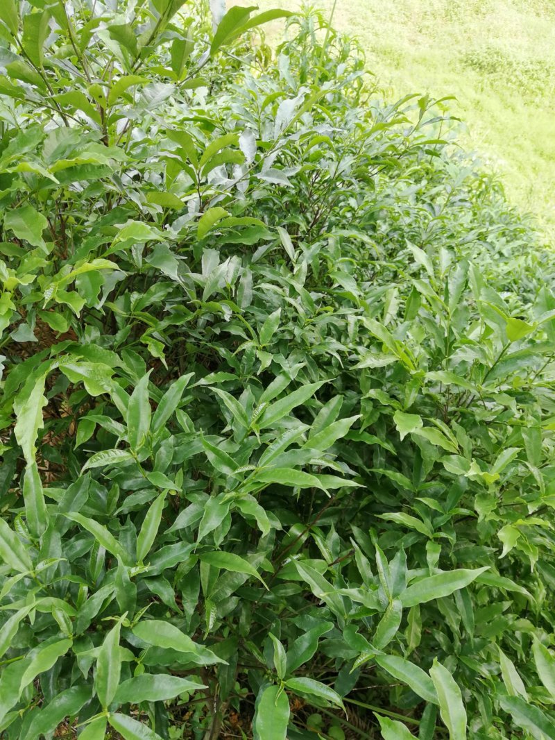 白花牛奶根苗（纯种培育高产白花牛奶，满山香），牛奶根，