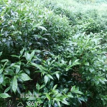 白花牛奶根苗（纯种培育高产白花牛奶，满山香），牛奶根，