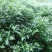 白花牛奶根苗（纯种培育高产白花牛奶，满山香），牛奶根，