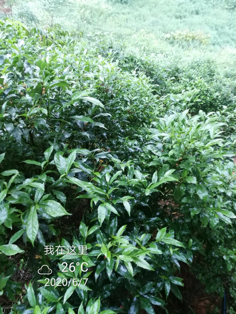 白花牛奶根苗（纯种培育高产白花牛奶，满山香），牛奶根，