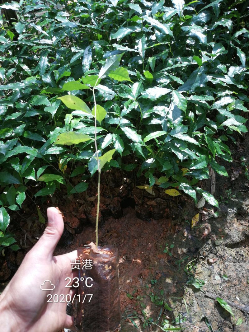 白花牛奶根苗（纯种培育高产白花牛奶，满山香），牛奶根，