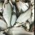 长身鳊，柳叶鳊，鳊鱼。