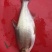 长身鳊，柳叶鳊，鳊鱼。