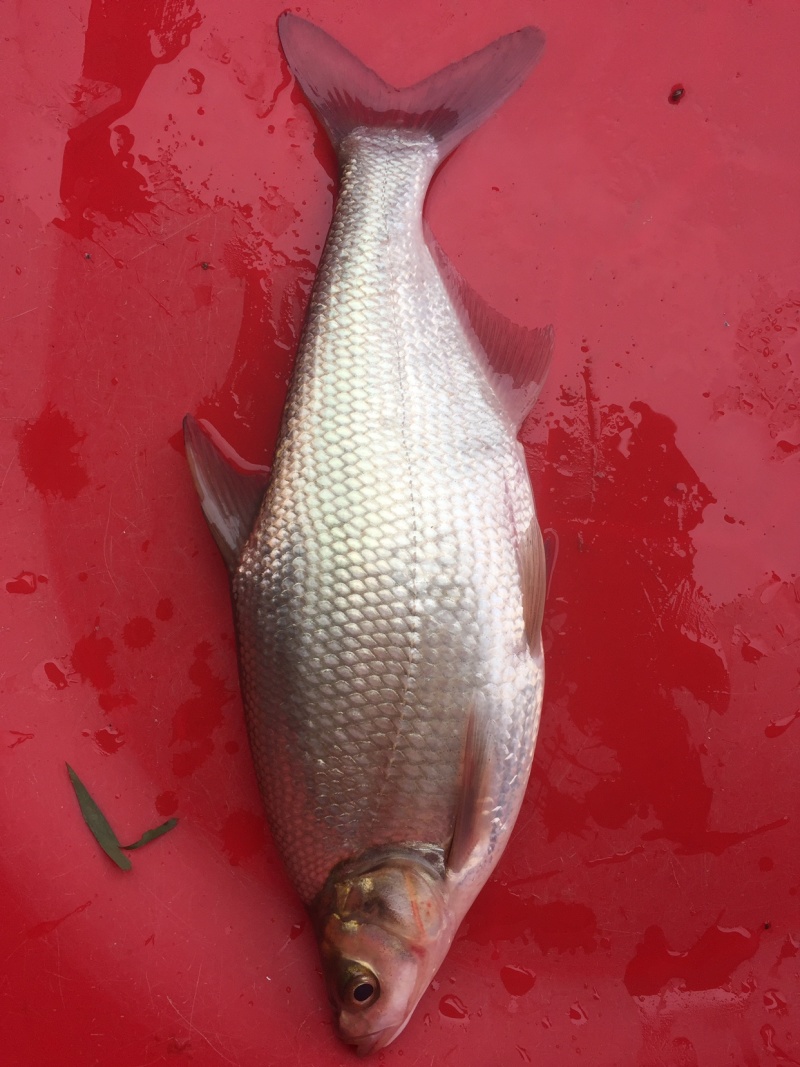 长身鳊，柳叶鳊，鳊鱼。