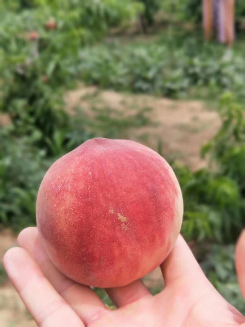 毛桃陕西毛桃万亩基地持续供应产地直供个大色好