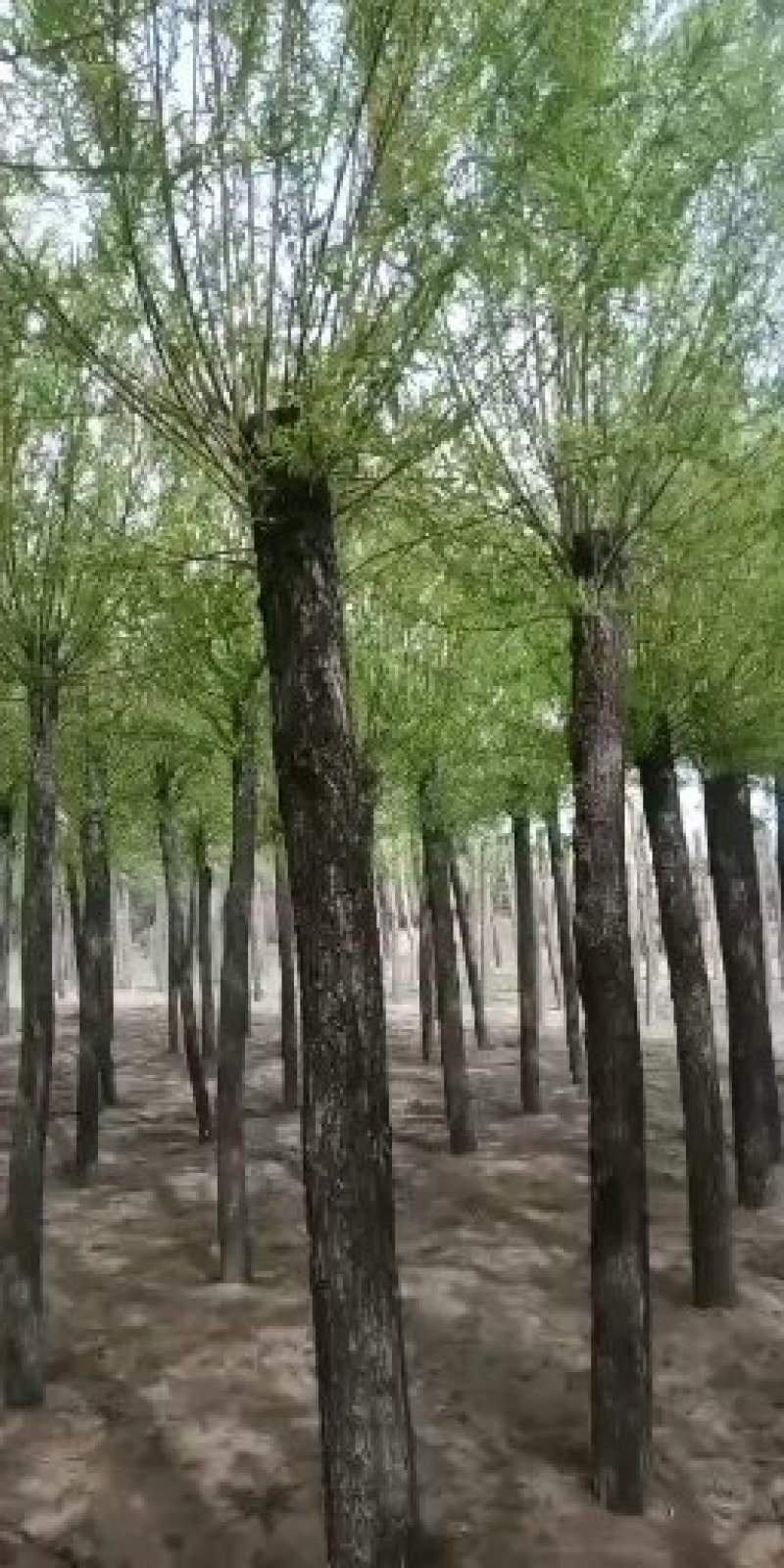 大旱柳