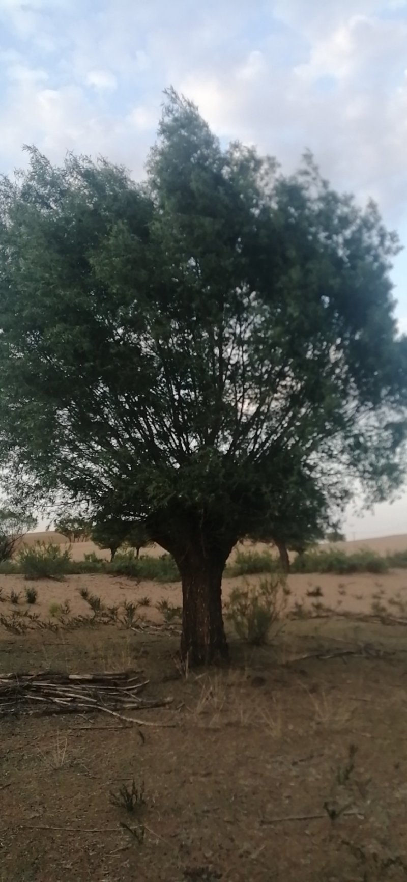 大旱柳