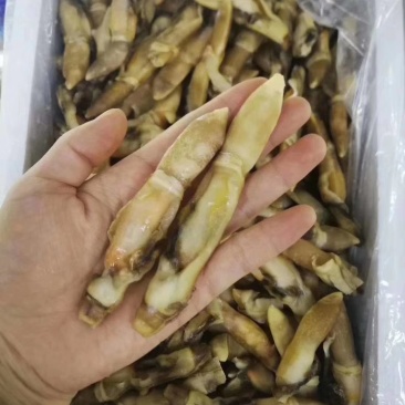 蛏子肉单冻开嘴