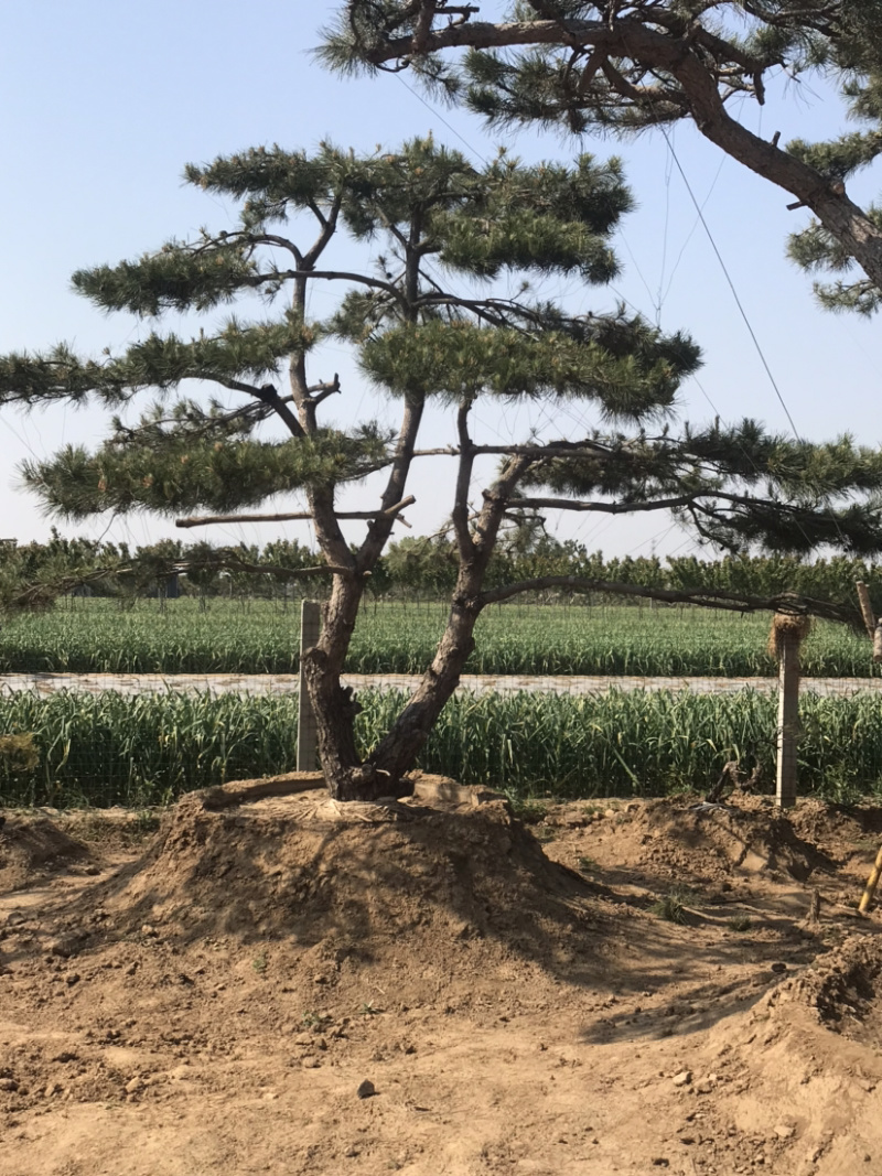 松树