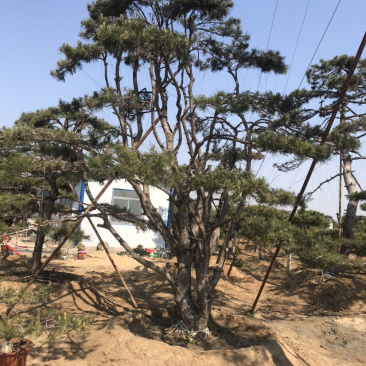 松树