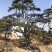 松树