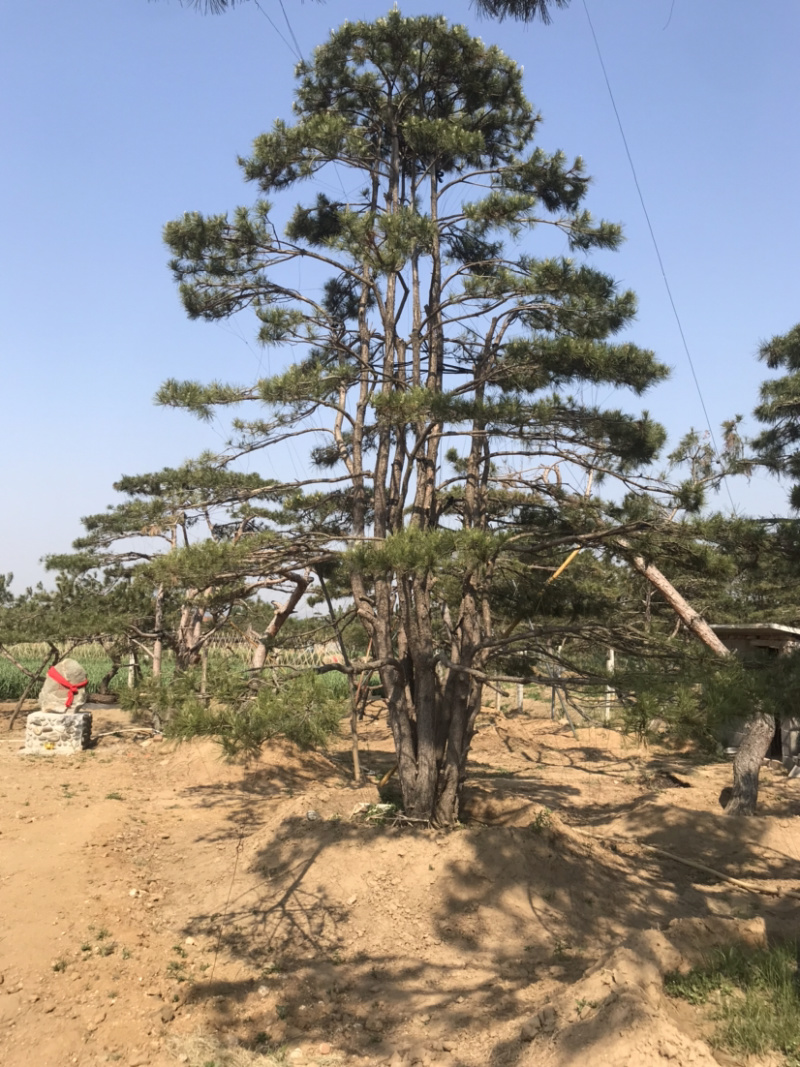 松树