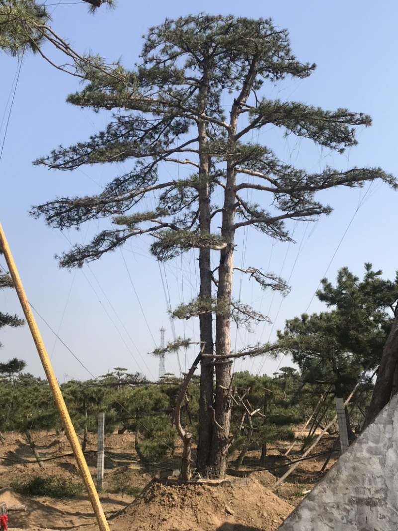 松树