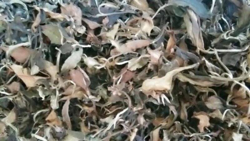 西双版纳原生态普洱茶白茶