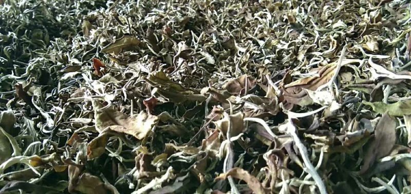 西双版纳原生态普洱茶白茶