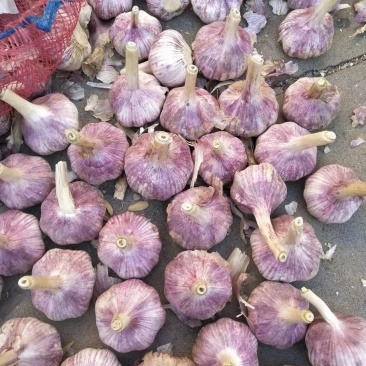 葱蒜类