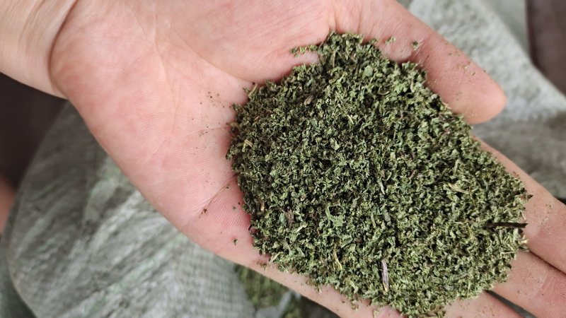 薄荷颗粒茶薄荷叶大货一手货源大货批发