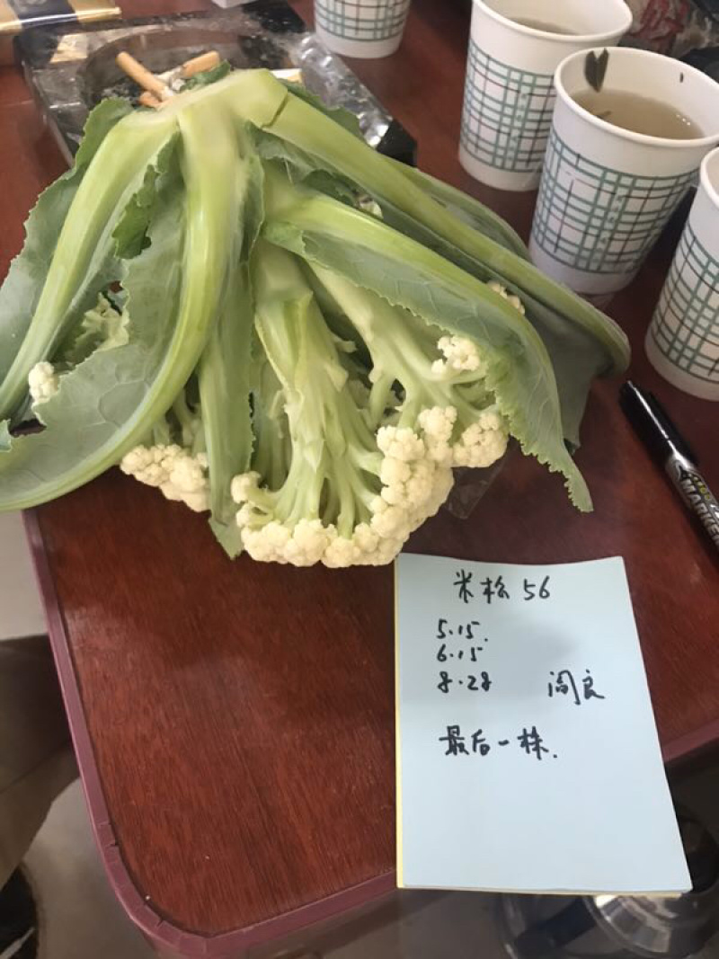 松花菜种子～米松58非常耐热品种