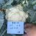 松花菜种子～米松58非常耐热品种