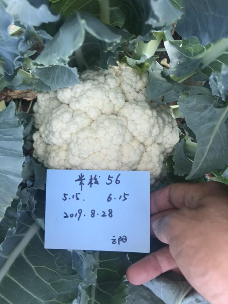 松花菜种子～米松58非常耐热品种