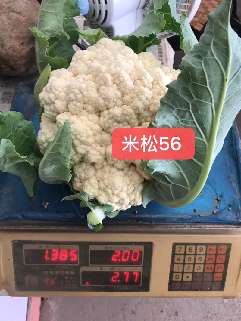 松花菜种子～米松58非常耐热品种