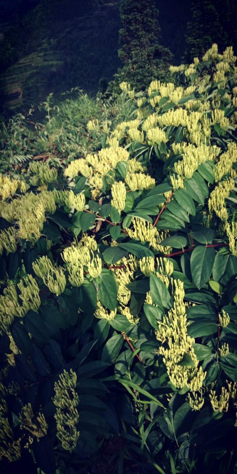 金银花