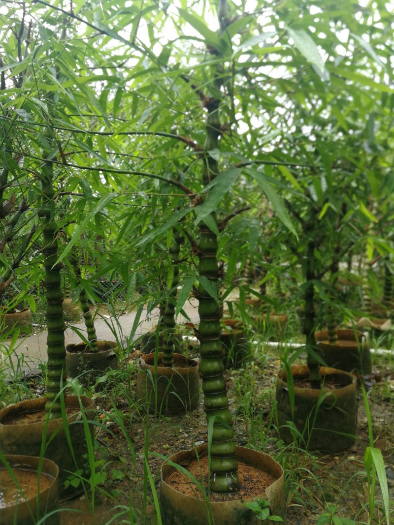 罗汉竹