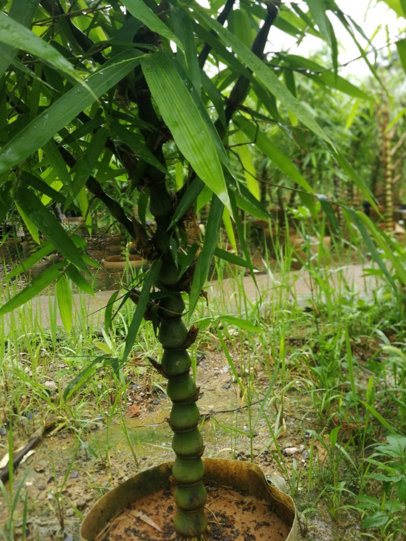 罗汉竹