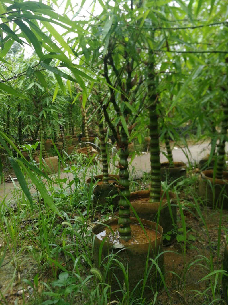 罗汉竹
