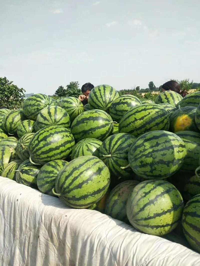 一茬甜王，京欣西瓜基地，大量上市，口感好，代发全国