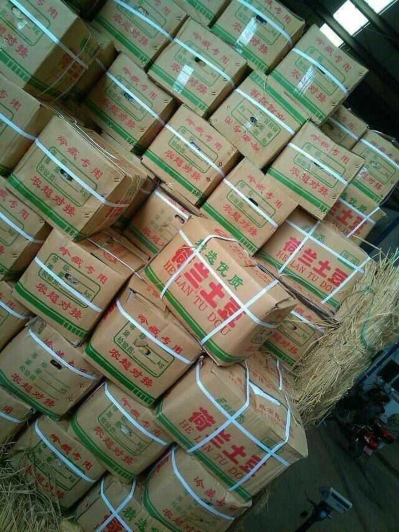 河北土豆唐山菏兰土豆品种齐全产地直供欢迎来电咨询订购