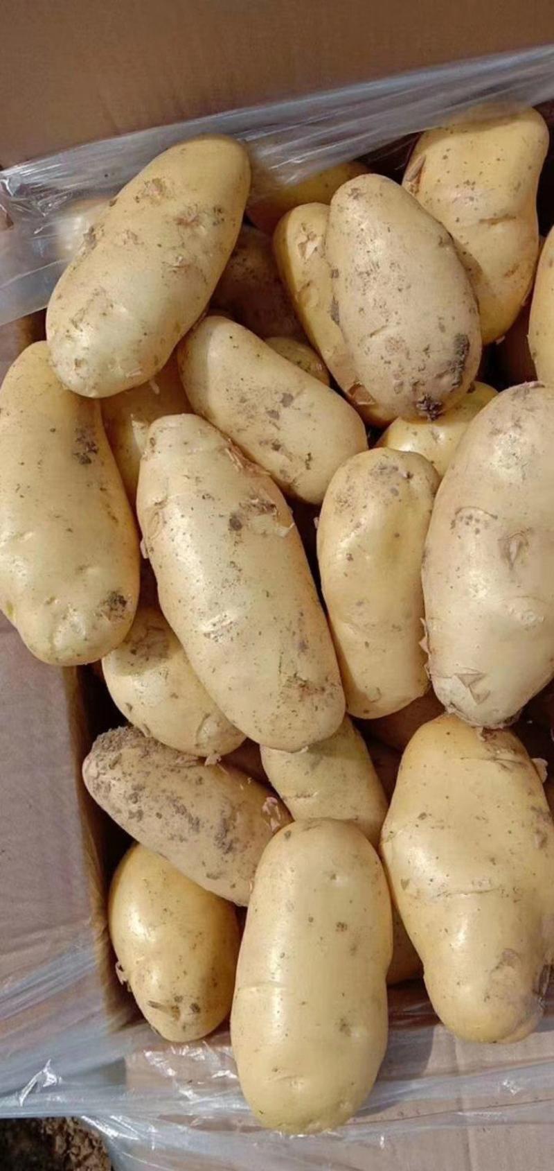 河北土豆唐山菏兰土豆品种齐全产地直供欢迎来电咨询订购