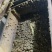 黄豆般大小的蜗牛可直接下地养殖