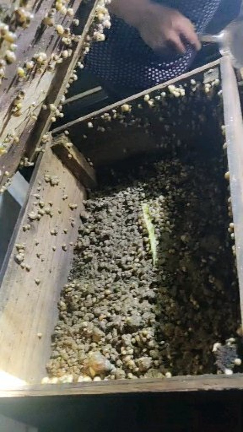 黄豆般大小的蜗牛可直接下地养殖