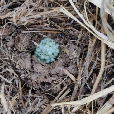黄豆般大小的蜗牛可直接下地养殖