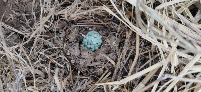 黄豆般大小的蜗牛可直接下地养殖