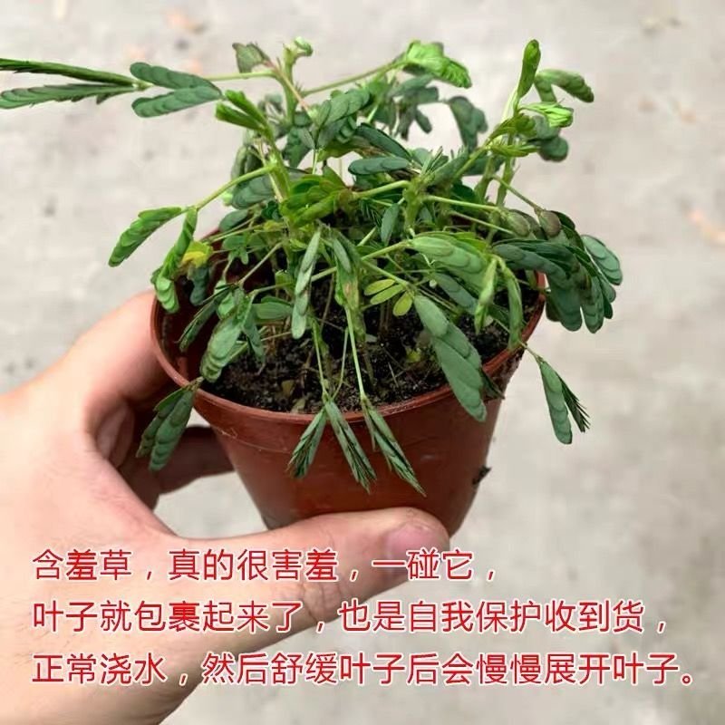 含羞草种害羞草种子感应草盆栽易种花卉种子