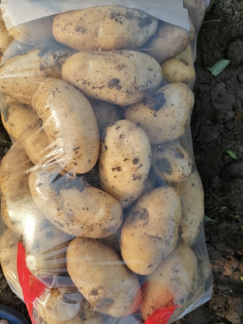 平度市荷兰十五土豆大量上市，大小车随到随装，